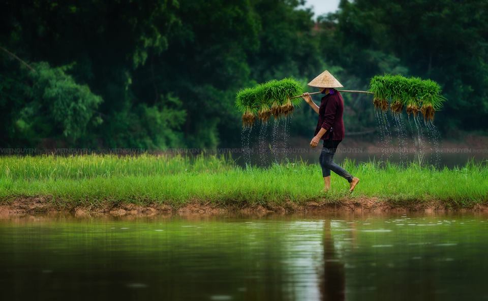 Hình ảnh mẹ gánh lúa