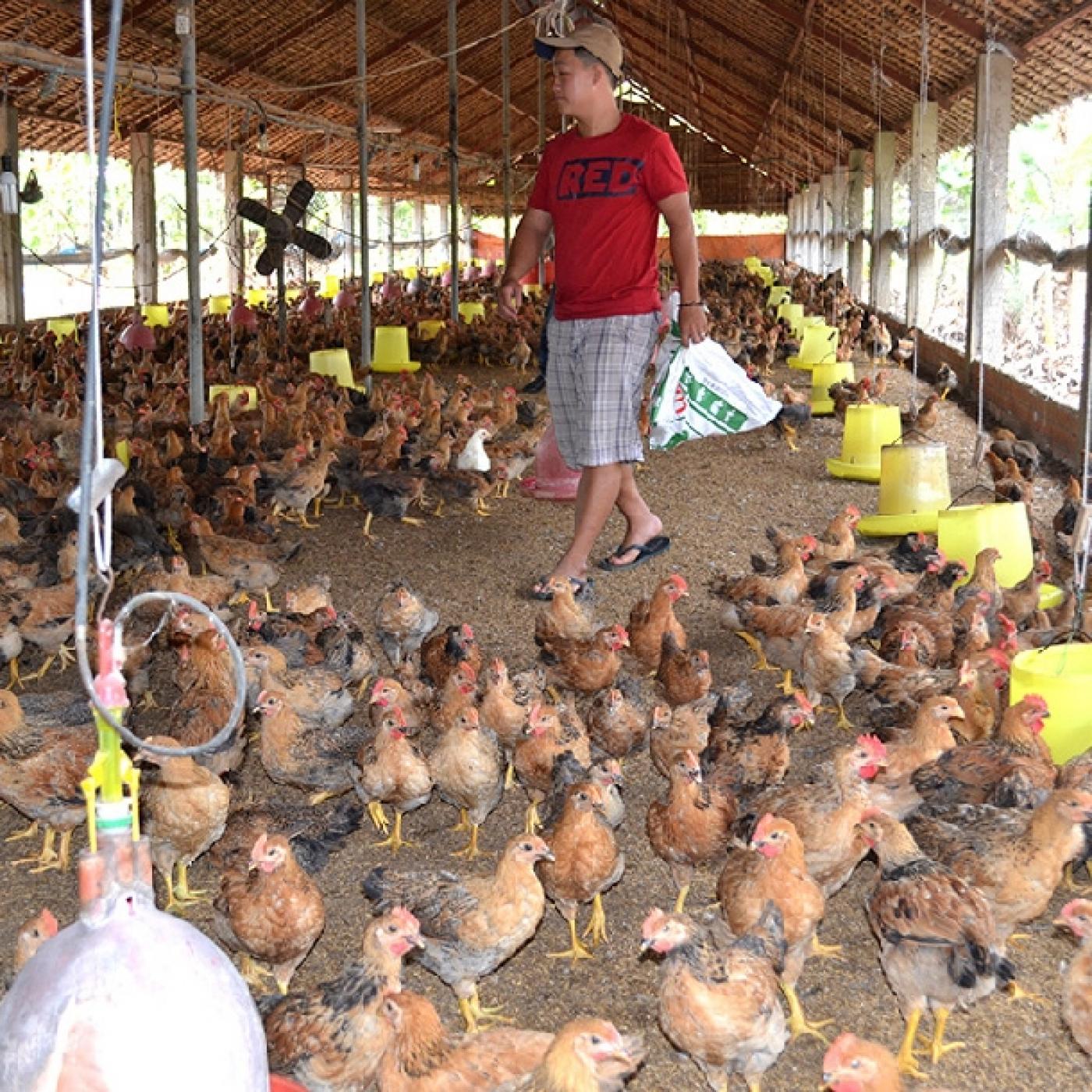 Mô hình chăn nuôi gà bán công nghiệp trên nền chất độn chuồng hữu cơ - Trại chăn nuôi Thu Hà