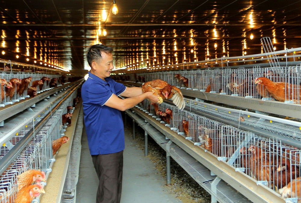 Mô hình chăn nuôi gia cầm khép kín đạt hiệu quả kinh tế cao của ông Trần Văn Tường | Nhật ký ảnh vùng dân tộc và miền núi