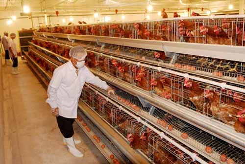 Quy trình kỹ thuật hiệu quả cho chăn nuôi gà công nghiệp