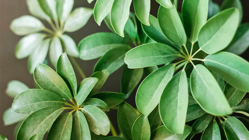 Cây ngũ gia bì trong phong thủy có ý nghĩa gì? Cách trồng và chăm sóc?