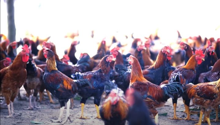 Cách nuôi GÀ lớn nhanh và đạt “năng suất cao - lợi nhuận lớn” -