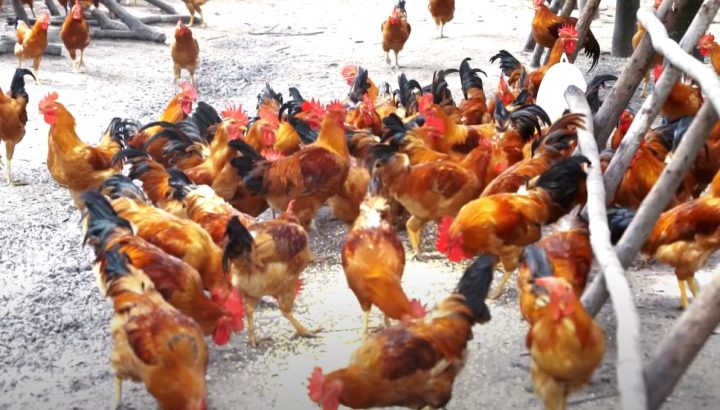 Cách nuôi GÀ lớn nhanh và đạt “năng suất cao - lợi nhuận lớn” -