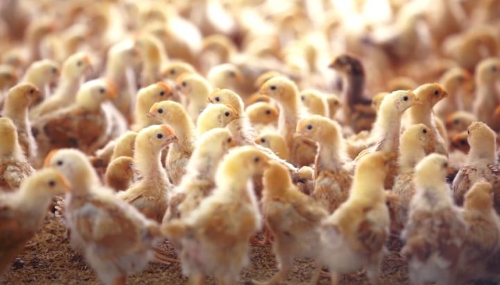 Cách nuôi GÀ lớn nhanh và đạt “năng suất cao - lợi nhuận lớn” -