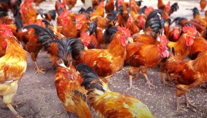 Cách nuôi GÀ lớn nhanh và đạt “năng suất cao - lợi nhuận lớn” -