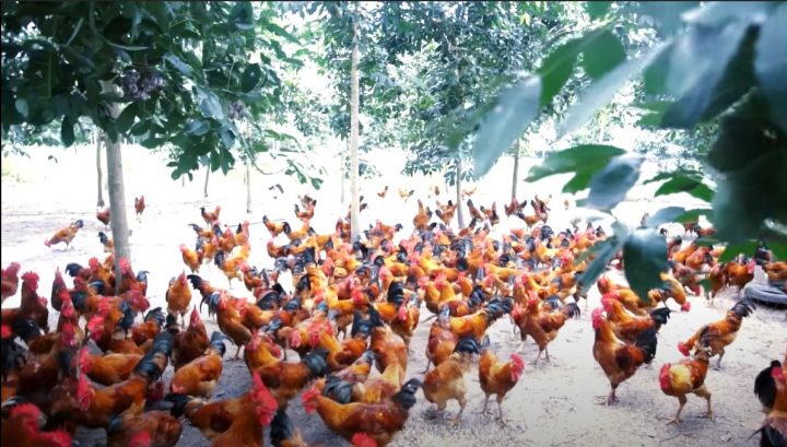 Cách nuôi GÀ lớn nhanh và đạt “năng suất cao - lợi nhuận lớn” -