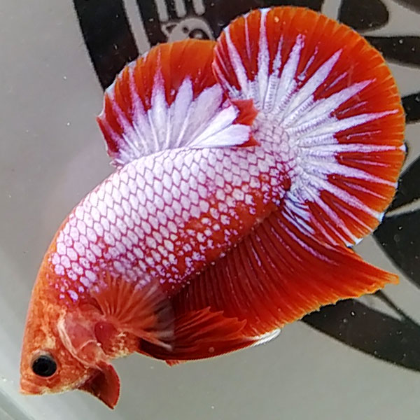 Bộ sưu tập mẫu cá Betta Indo đỏ lạ mắt nhập khẩu chất lượng cao