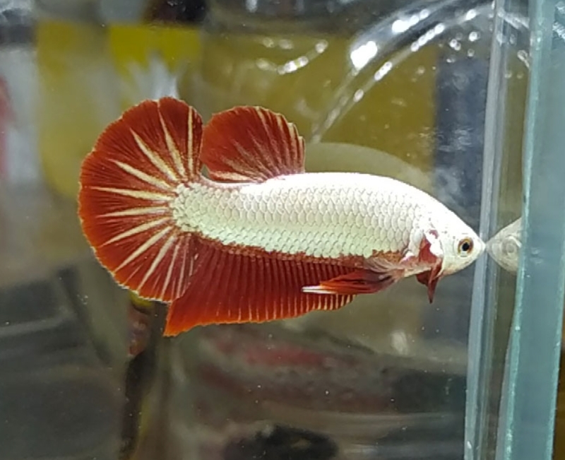 Hướng dẫn nuôi và nhân giống cá Betta rồng đỏ cho người mới bắt đầu