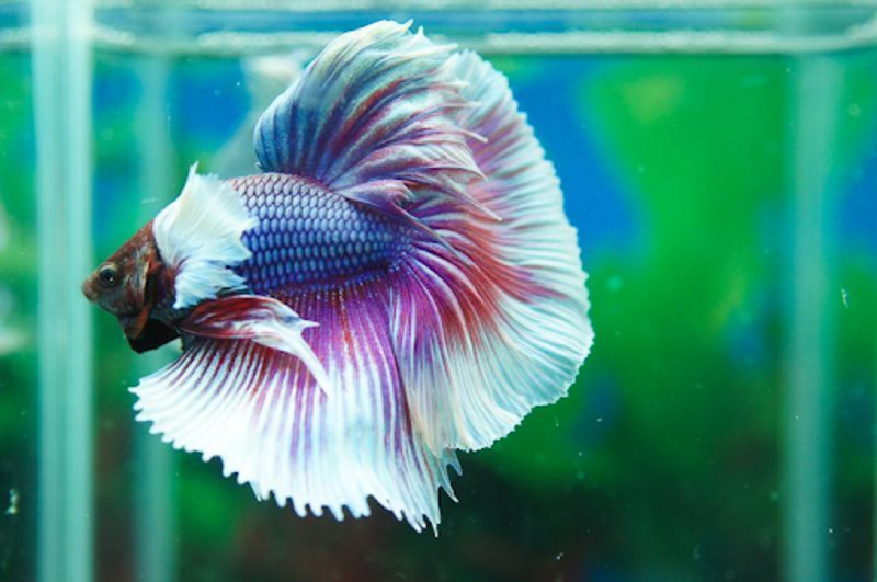 Sự thật về cá Betta: Hướng dẫn nuôi và chăm sóc