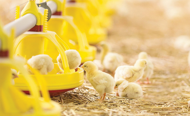Nguyên nhân và giải pháp gà chậm lớn, còi cọc - Bản tin Chăn nuôi - Tạp chí Chăn nuôi Việt Nam