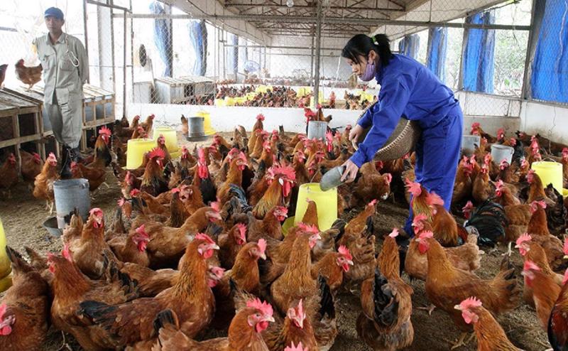 Bệnh đầu đen trên gà và biện pháp phòng trị