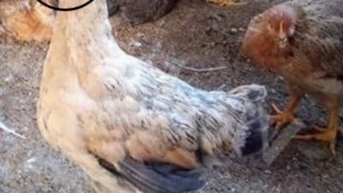 Bệnh ORT trên gà - Nguyên nhân và cách điều trị