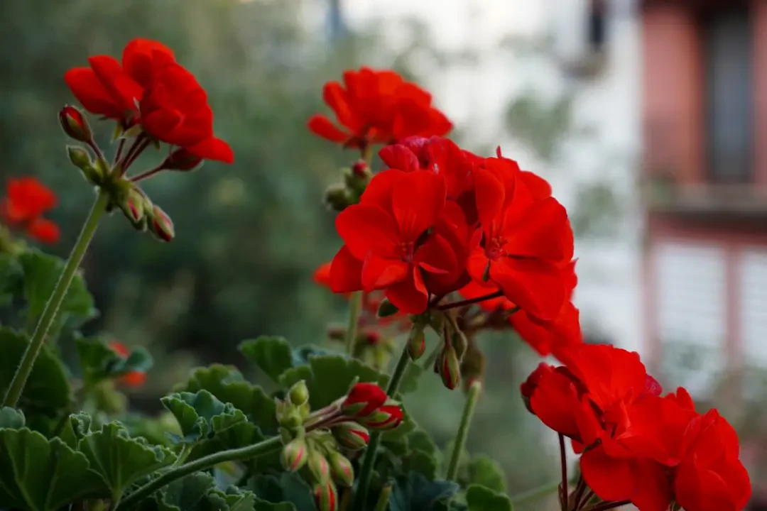 Ý Nghĩa Hoa Phong Lữ – Nguồn Gốc, Câu Chuyện & Cách Ứng Dụng