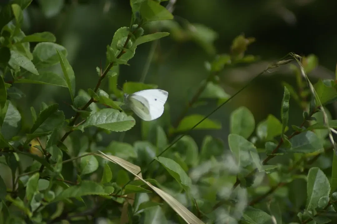 Ý Nghĩa Hoa Ngọc Lan – Nguồn Gốc, Câu Chuyện & Cách Ứng Dụng