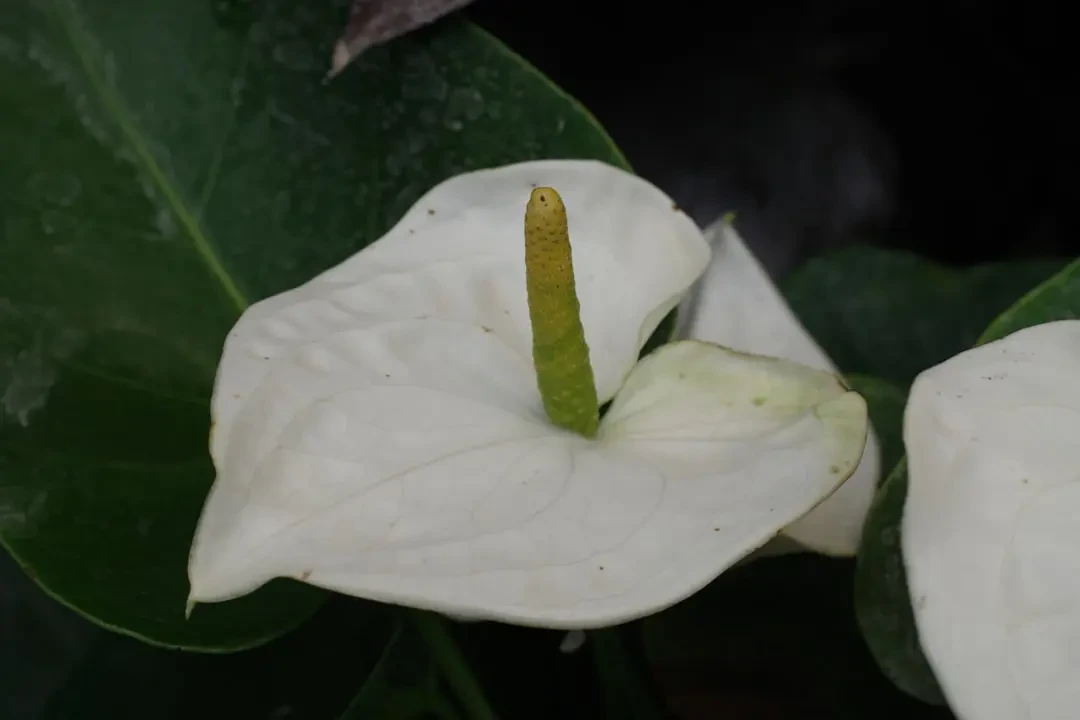 Ý Nghĩa Hoa Ngọc Lan – Nguồn Gốc, Câu Chuyện & Cách Ứng Dụng