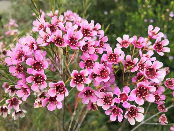 Hoa thanh liễu được nhiều người yêu thích bởi những công dụng hữu ích của nó