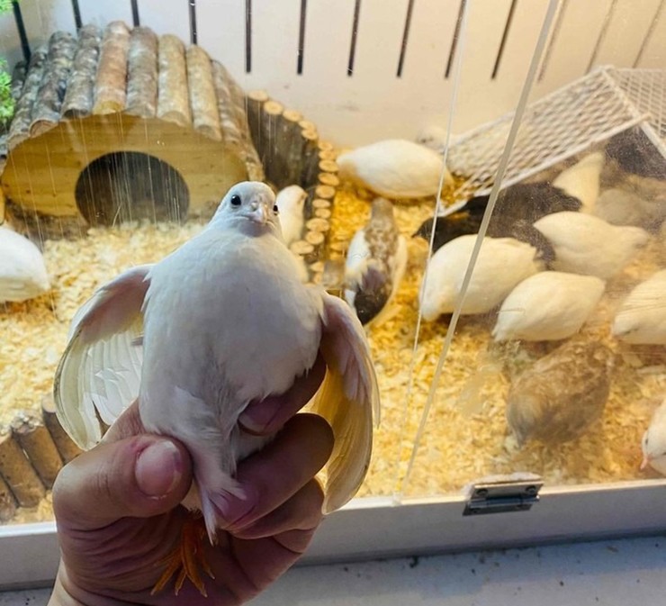 Gà nhỏ nhất thế giới gây sốt, dân Việt đua nhau mua về nuôi để "chữa lành"