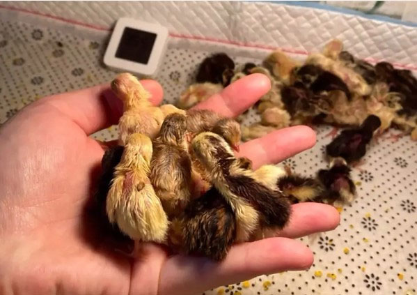 Nuôi gà nhỏ nhất thế giới" - cơn sốt thú cưng mới có gì thú vị? - KhoaHoc.tv