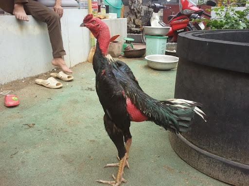 Dấu hiệu gà khó thở