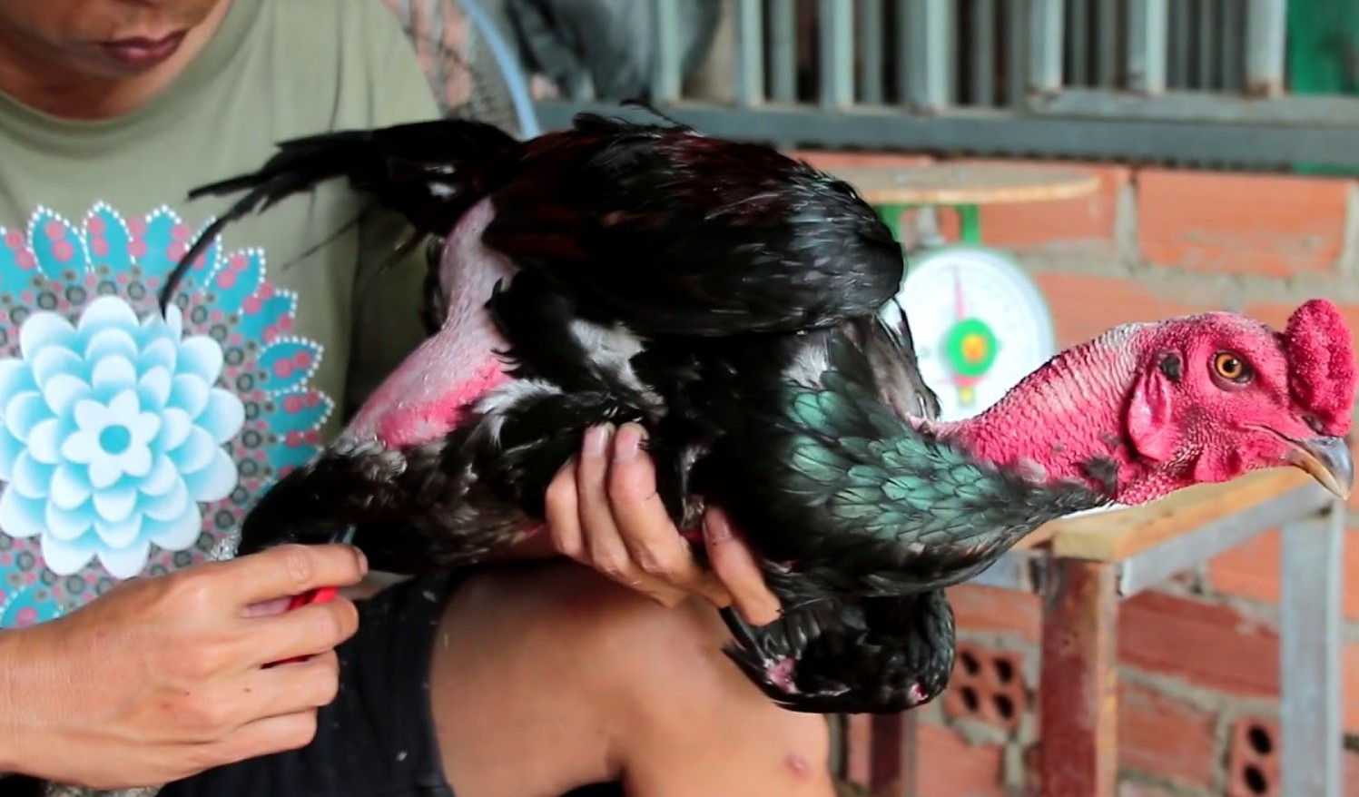 Cách nuôi gà đá chân mạnh chuẩn chỉnh dành cho các sư kê