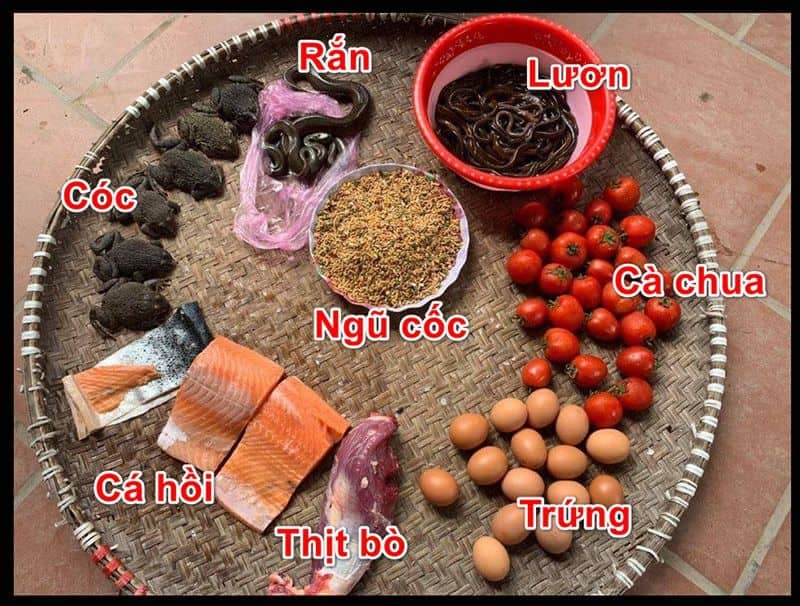 Cách nuôi gà đá chân mạnh chuẩn chỉnh dành cho các sư kê