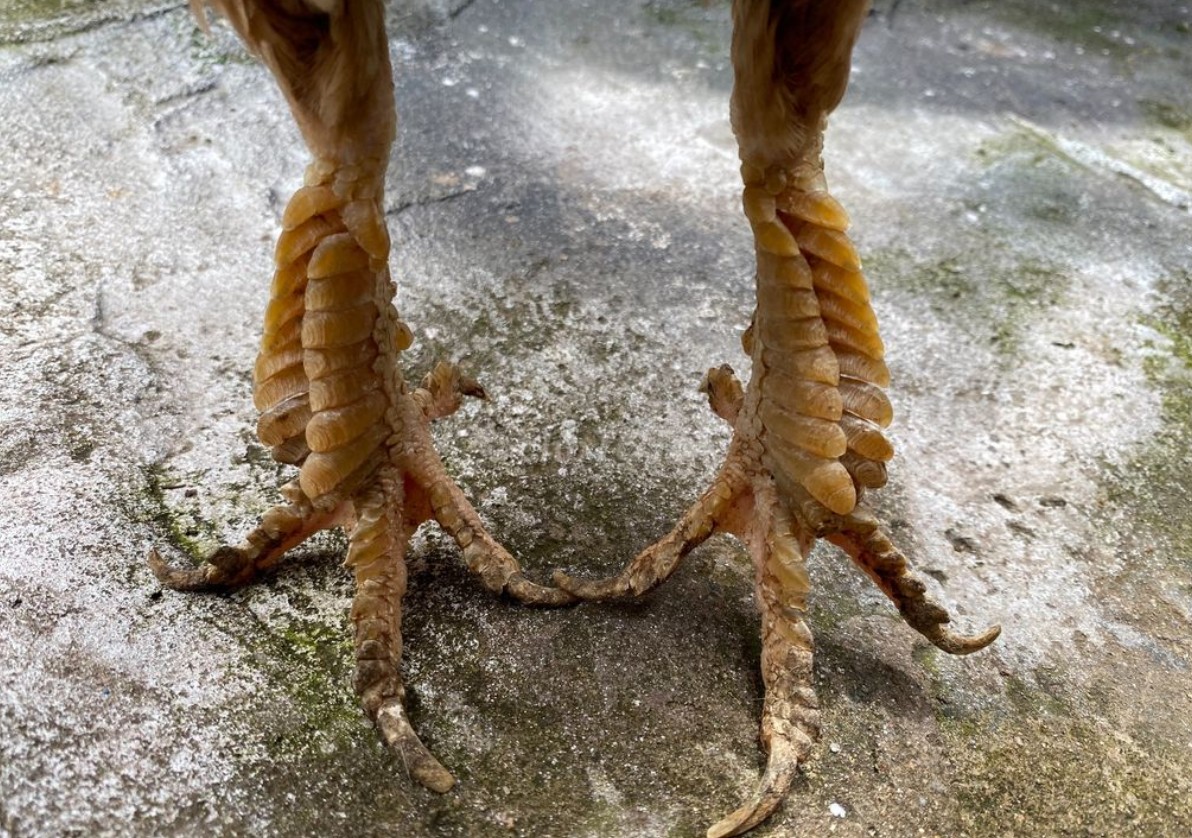 Cách nuôi gà đá chân mạnh chuẩn chỉnh dành cho các sư kê