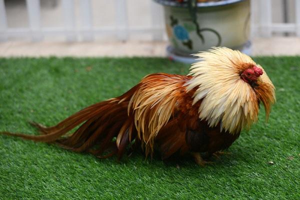 Top 11 thông tin quan trọng bạn cần biết về loài gà tre